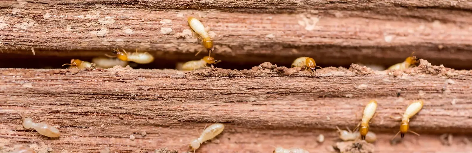 termites in wood