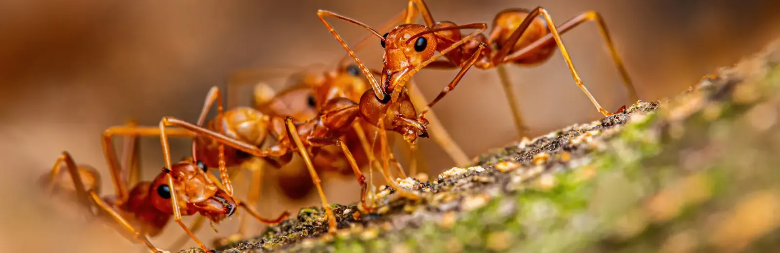 Fire Ant Control In Concord, NC Peeler Environmental
