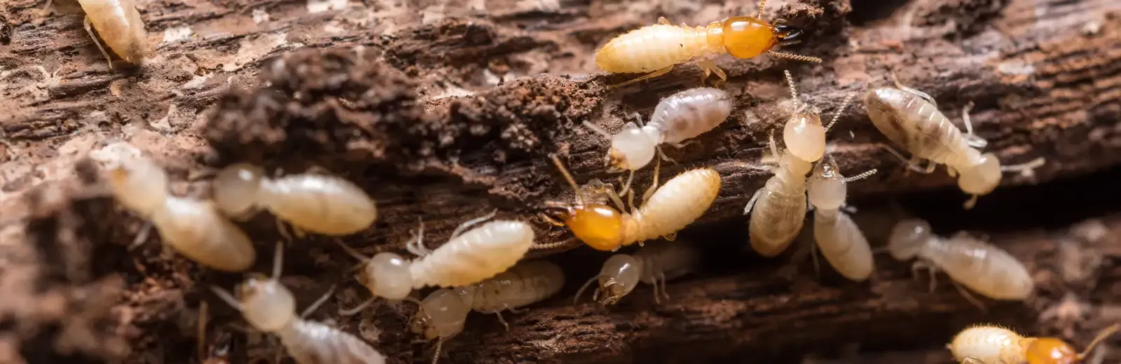 termites on wood