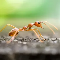 a fire ant on dirt
