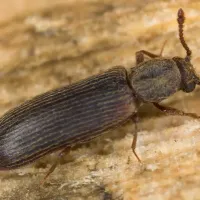 Powderpost beetle