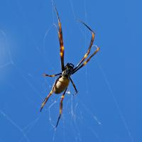 Spider in Web