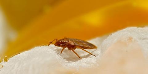 a bed bug on sheets