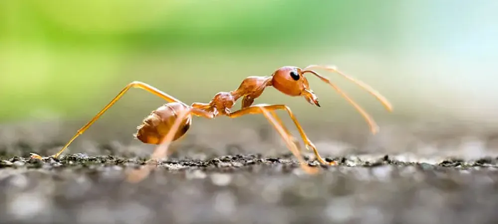 a fire ant on dirt