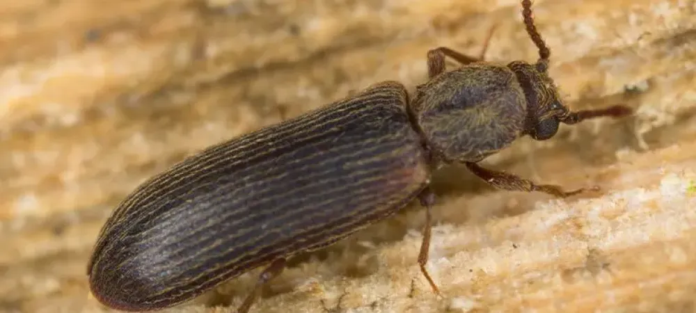 Powderpost beetle