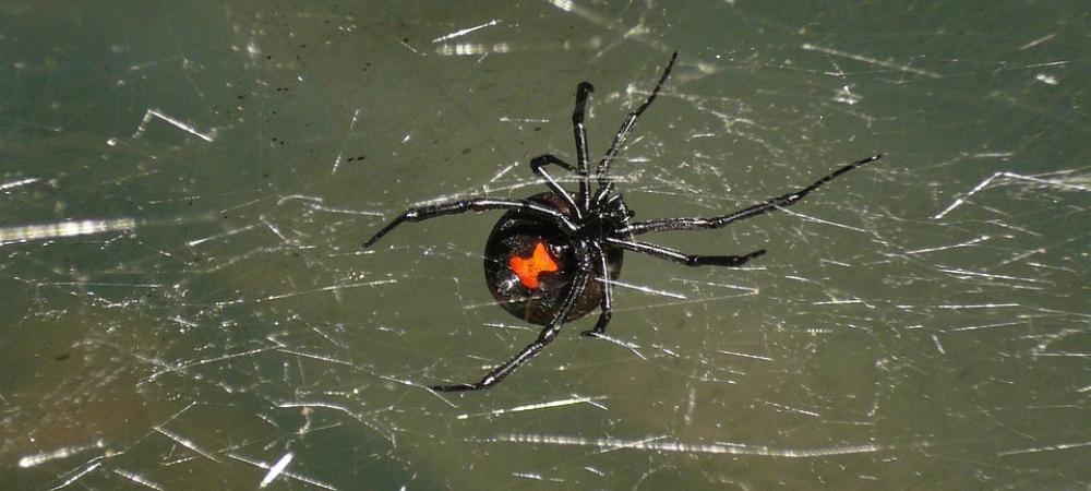 Black Widow Spider