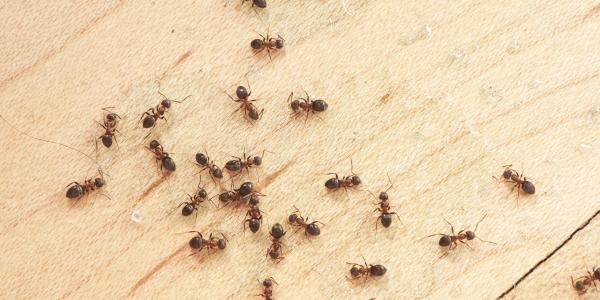Ants