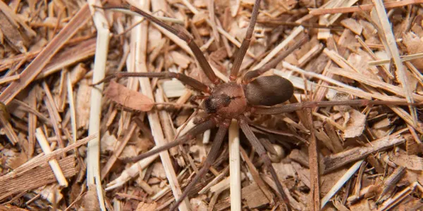 Brown Recluse Spider