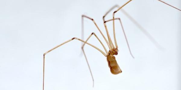 Cellar Spider