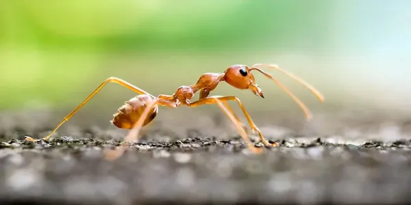 a fire ant on dirt