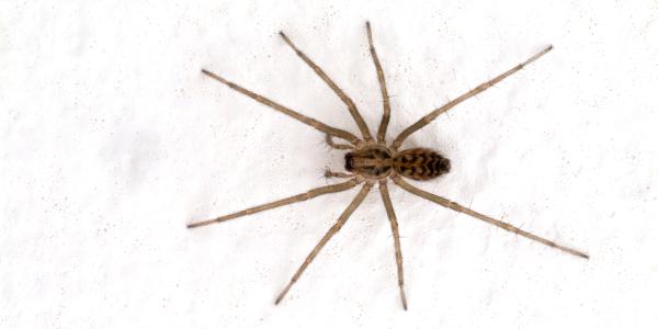 House Spider