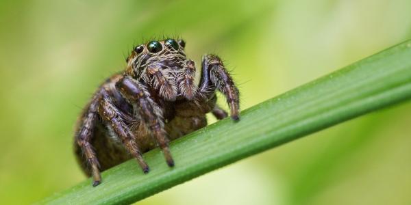 Jumping Spider