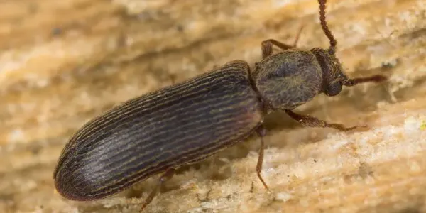 Powderpost beetle