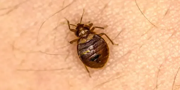 bed bug on someone