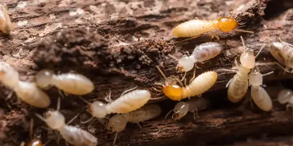 termites on wood