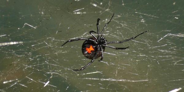 Black Widow Spider