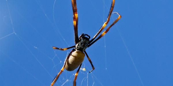Spider in Web