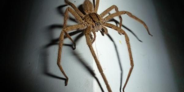 Wolf Spider