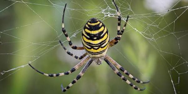 Yellow Garden Spider