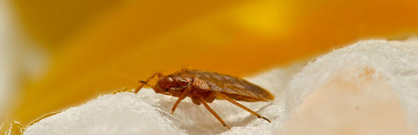 a bed bug on sheets