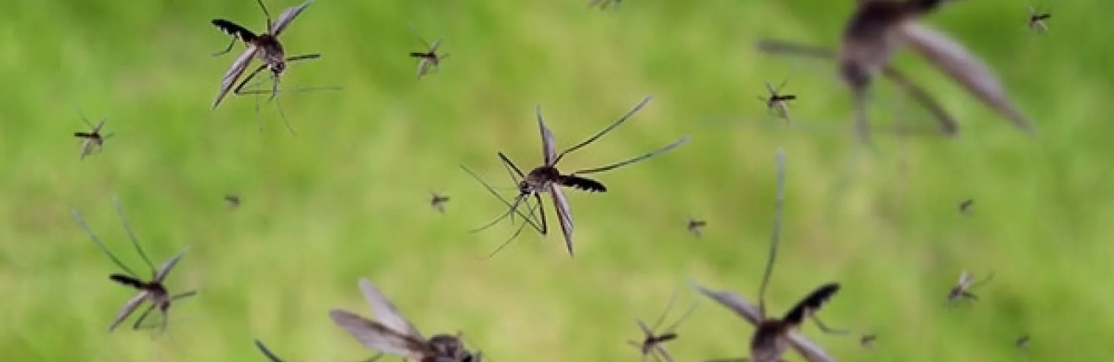 a swarm of mosquitoes