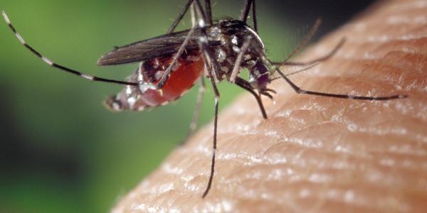 Mosquito